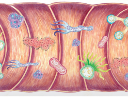 FEEDING THE MICROBIOTA: 4rd Symposium GE-VD