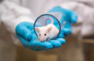 Reducing Severity: Implementation of supportive care measures in animal experiments