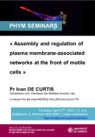 Assembly and regulation of plasma membrane-associated networks at the front of motile cells 