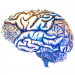 NC Talks: “Dynamic effects of a mix of probiotics on markers of Alzheimer’s disease: a pilot study“
