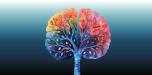 Le cerveau au cœur de la pédagogie?