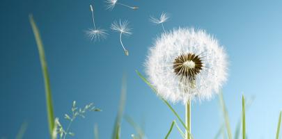 Les paradoxes du silence ou l’esprit du kôan zen Les paradoxes du silence ou l’esprit du kôan zen