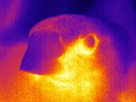 The Mind-Body Problem