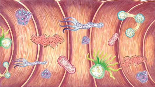 Symposium - Feeding the microbiota 2026