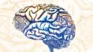 NC Talk: "Symbiotic biomarkers in ultrahigh field quantitative MRI (7T) for augmented imaging support to focused ultrasound brain interventions"